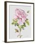 JP3779-Botanicals-Jean Plout-Framed Giclee Print