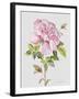 JP3779-Botanicals-Jean Plout-Framed Giclee Print