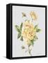 JP3780-Botanicals-Jean Plout-Framed Stretched Canvas