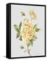 JP3780-Botanicals-Jean Plout-Framed Stretched Canvas