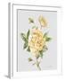 JP3780-Botanicals-Jean Plout-Framed Giclee Print