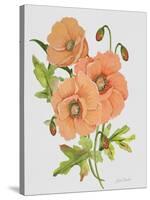 JP3782-Botanicals-Jean Plout-Stretched Canvas