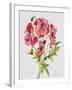 JP3783-Botanicals-Jean Plout-Framed Giclee Print