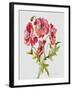 JP3783-Botanicals-Jean Plout-Framed Giclee Print