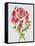 JP3783-Botanicals-Jean Plout-Framed Stretched Canvas