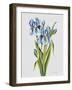 JP3784-Botanicals-Jean Plout-Framed Giclee Print