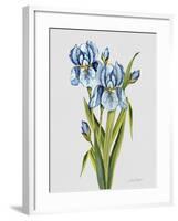 JP3784-Botanicals-Jean Plout-Framed Giclee Print