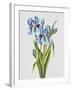 JP3784-Botanicals-Jean Plout-Framed Giclee Print