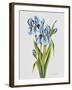 JP3784-Botanicals-Jean Plout-Framed Giclee Print