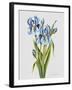 JP3784-Botanicals-Jean Plout-Framed Giclee Print