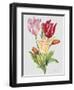 JP3788-Botanicals-Jean Plout-Framed Giclee Print