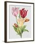 JP3788-Botanicals-Jean Plout-Framed Giclee Print