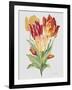 JP3789-Botanicals-Jean Plout-Framed Giclee Print