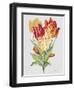 JP3789-Botanicals-Jean Plout-Framed Giclee Print