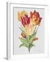 JP3789-Botanicals-Jean Plout-Framed Giclee Print