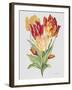 JP3789-Botanicals-Jean Plout-Framed Giclee Print