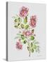 JP3791-Wild Rose-Pink-Jean Plout-Stretched Canvas