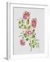 JP3791-Wild Rose-Pink-Jean Plout-Framed Giclee Print