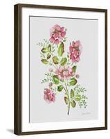 JP3791-Wild Rose-Pink-Jean Plout-Framed Giclee Print