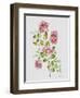 JP3791-Wild Rose-Pink-Jean Plout-Framed Giclee Print