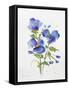 JP3793-Watercolor Flowers-Jean Plout-Framed Stretched Canvas
