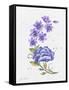 JP3797-Watercolor Flowers-Jean Plout-Framed Stretched Canvas