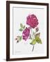 JP3798-Watercolor Flowers-Jean Plout-Framed Giclee Print