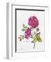 JP3798-Watercolor Flowers-Jean Plout-Framed Giclee Print