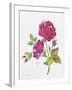 JP3798-Watercolor Flowers-Jean Plout-Framed Giclee Print