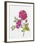 JP3798-Watercolor Flowers-Jean Plout-Framed Giclee Print