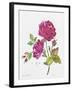 JP3798-Watercolor Flowers-Jean Plout-Framed Giclee Print