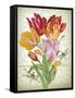 JP3805-Tulip Botanicals-Jean Plout-Framed Stretched Canvas