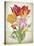 JP3805-Tulip Botanicals-Jean Plout-Stretched Canvas