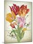 JP3805-Tulip Botanicals-Jean Plout-Mounted Giclee Print