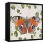JP3878-No Border-Orange Dream Butterfly-Jean Plout-Framed Stretched Canvas