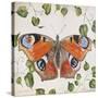JP3878-No Border-Orange Dream Butterfly-Jean Plout-Stretched Canvas