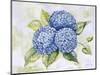 JP3879-Hydrangeas-Jean Plout-Mounted Giclee Print