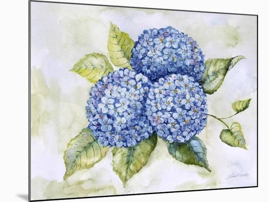 JP3879-Hydrangeas-Jean Plout-Mounted Giclee Print