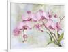 JP3881-Orchids-Pink-Jean Plout-Framed Giclee Print