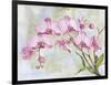 JP3881-Orchids-Pink-Jean Plout-Framed Giclee Print