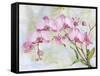 JP3881-Orchids-Pink-Jean Plout-Framed Stretched Canvas