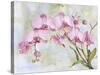 JP3881-Orchids-Pink-Jean Plout-Stretched Canvas