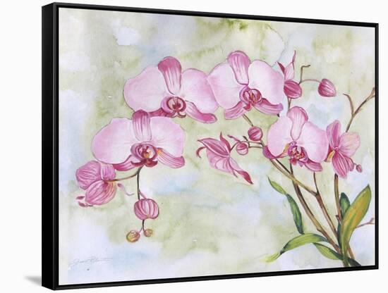 JP3881-Orchids-Pink-Jean Plout-Framed Stretched Canvas