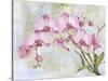 JP3881-Orchids-Pink-Jean Plout-Stretched Canvas