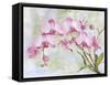 JP3881-Orchids-Pink-Jean Plout-Framed Stretched Canvas