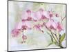 JP3881-Orchids-Pink-Jean Plout-Mounted Giclee Print