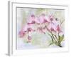 JP3881-Orchids-Pink-Jean Plout-Framed Giclee Print