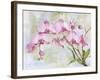 JP3881-Orchids-Pink-Jean Plout-Framed Giclee Print