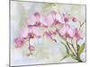 JP3881-Orchids-Pink-Jean Plout-Mounted Giclee Print