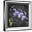 JP3889-Orchids-Jean Plout-Framed Giclee Print